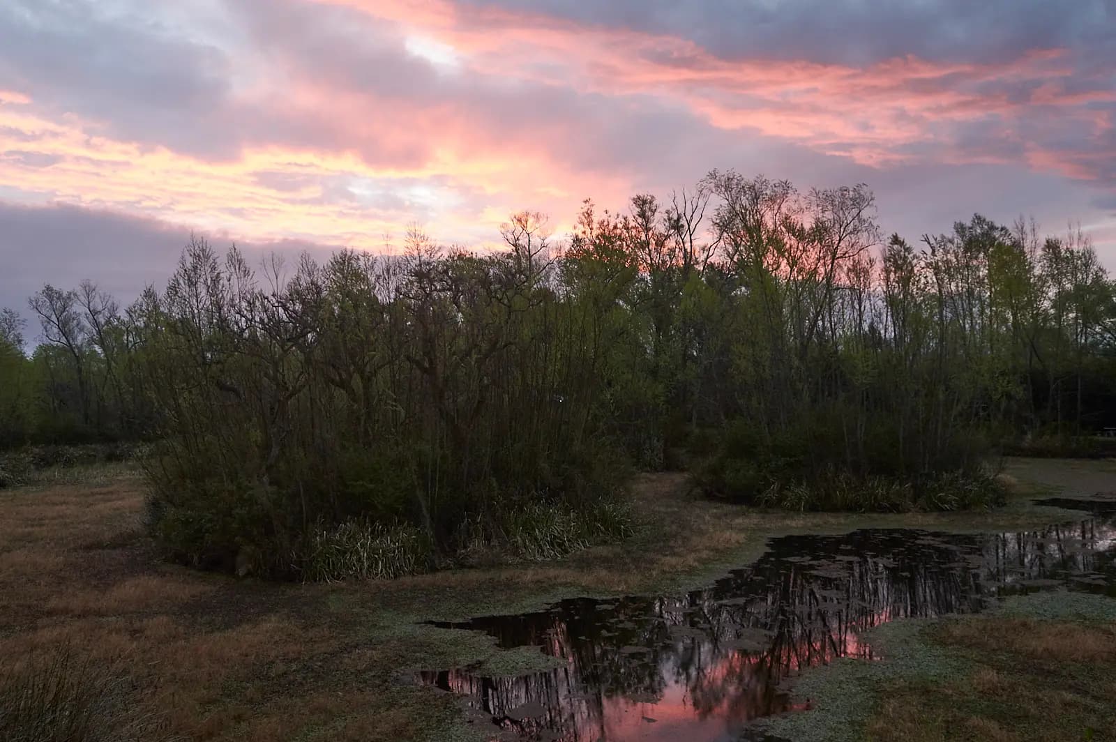 Atardecer rosado sobre el bañado y los árboles del Delta
