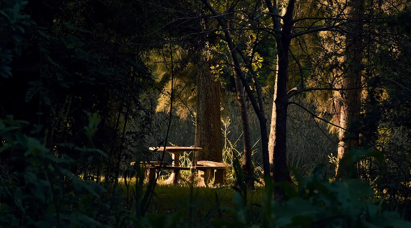Una mesa de piedra iluminada por el sol entre los árboles del bosque